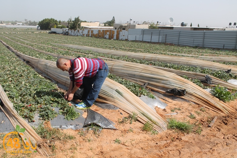 a7bab aqsa farawla (11).JPG